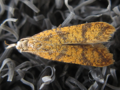 Dichomeris harmonias