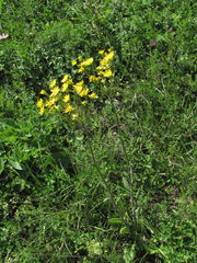 Tephroseris cladobotrys