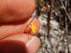 Utricularia chrysantha