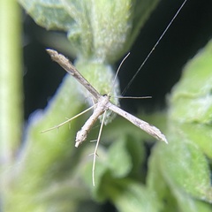 Stenoptilodes taprobanes