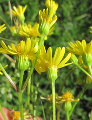 Tephroseris cladobotrys