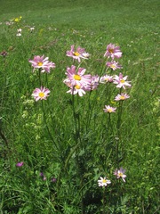 Tanacetum coccineum
