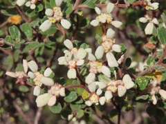Spyridium coactilifolium