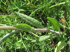 Tephroseris cladobotrys