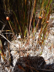 Drosera serpens