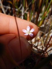 Drosera serpens
