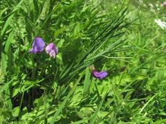 Lathyrus cyaneus