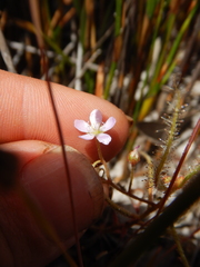 Drosera serpens