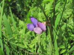 Lathyrus cyaneus