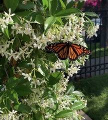 Danaus plexippus