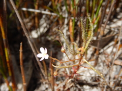 Drosera serpens