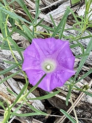 Ipomoea capillacea