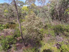 Spyridium coactilifolium