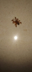 Araneae