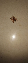 Araneae