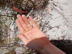 Utricularia chrysantha
