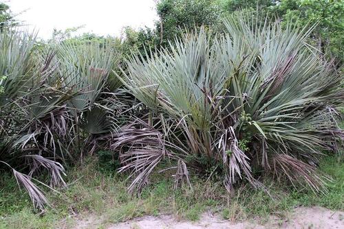 Ilala palm
