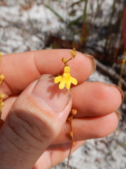 Utricularia chrysantha