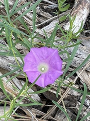 Ipomoea capillacea