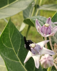 Amegilla violacea