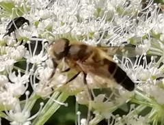 Eristalis pertinax
