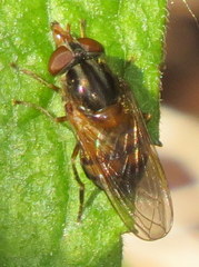 Rhingia nasica image