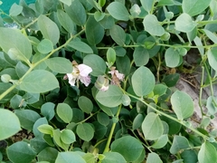 Capparis sicula