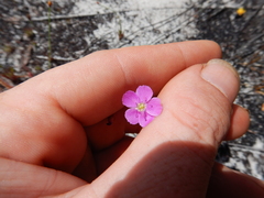 Drosera serpens