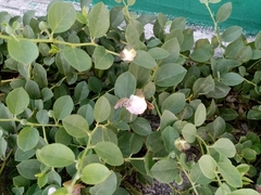 Capparis sicula