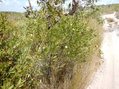 Melaleuca arcana