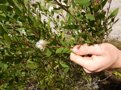 Melaleuca arcana