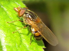 Rhingia nasica image