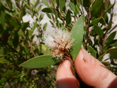 Melaleuca arcana