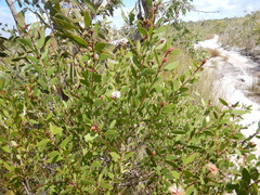 Melaleuca arcana