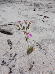 Stylidium delicatum