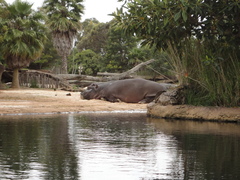 Hippopotamus amphibius