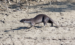 Lutrogale perspicillata