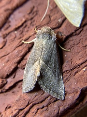 Plagiomimicus spumosum