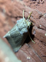 Plagiomimicus spumosum