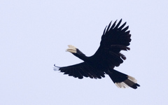 Anthracoceros malayanus