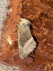 Plagiomimicus spumosum