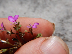 Stylidium delicatum