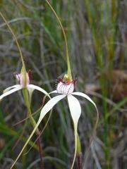 Caladenia longicauda eminens