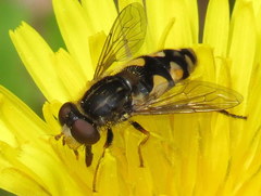 Parhelophilus rex
