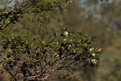 Psydrax odorata odorata