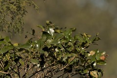 Psydrax odorata odorata