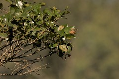 Psydrax odorata odorata