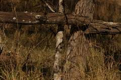 Psydrax odorata odorata