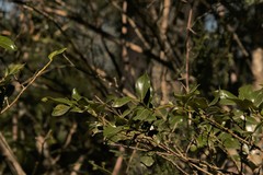 Psydrax odorata odorata