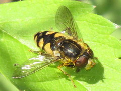 Parhelophilus rex